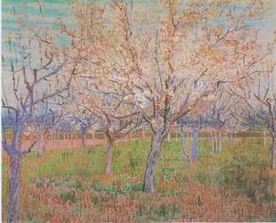 Orchard with Blooming Apricot Trees